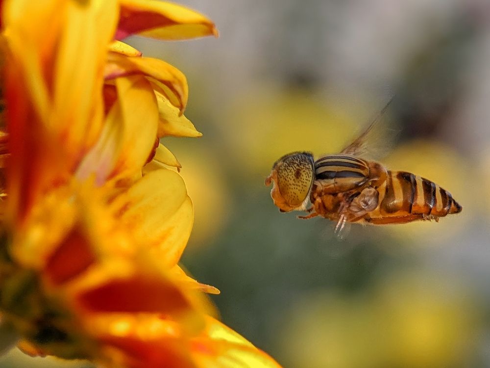 Mobile Flying Shot .