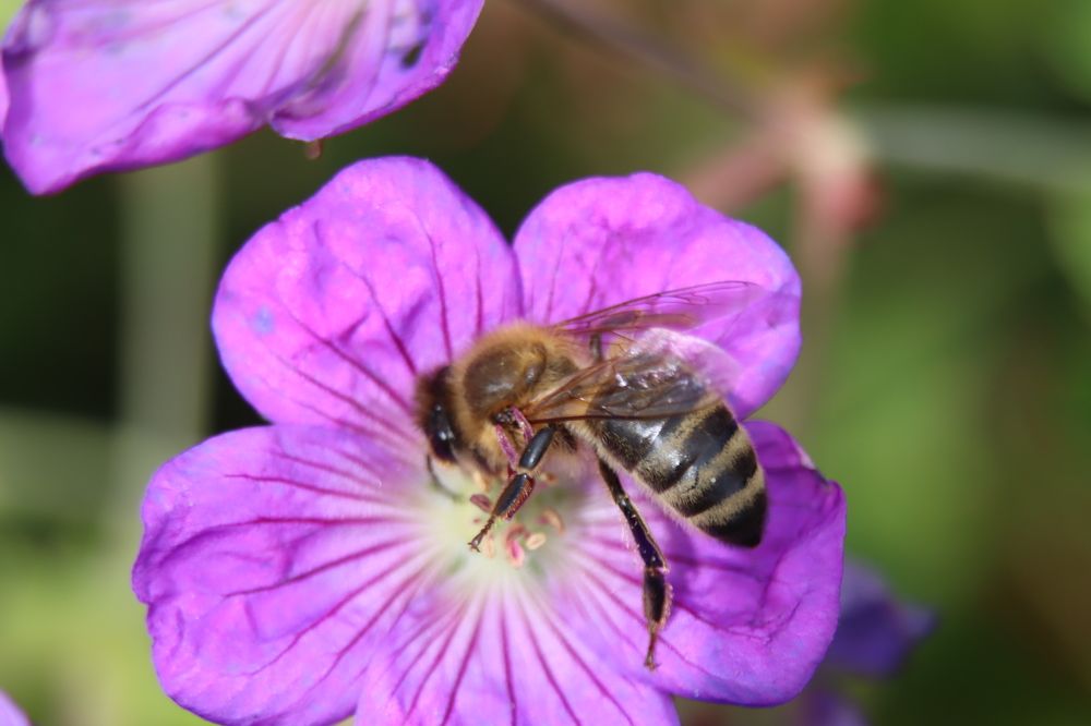 Фотография автора Safet Hasanoski