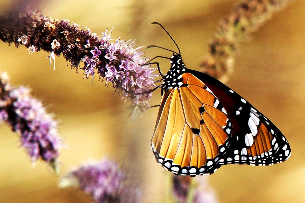 Photograph by mehdi karimi souderjani