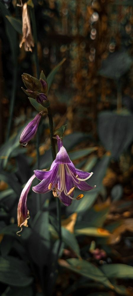 Photograph by Елена (Мори) Кузнецова