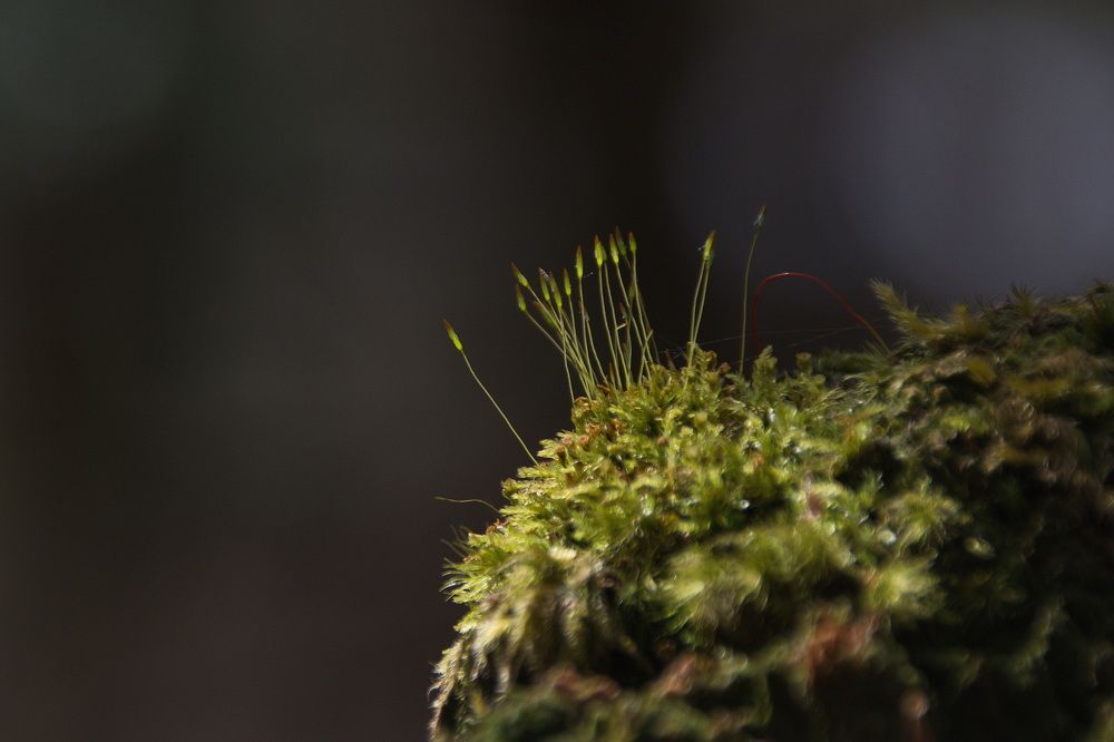 Photograph by Елена Ласун