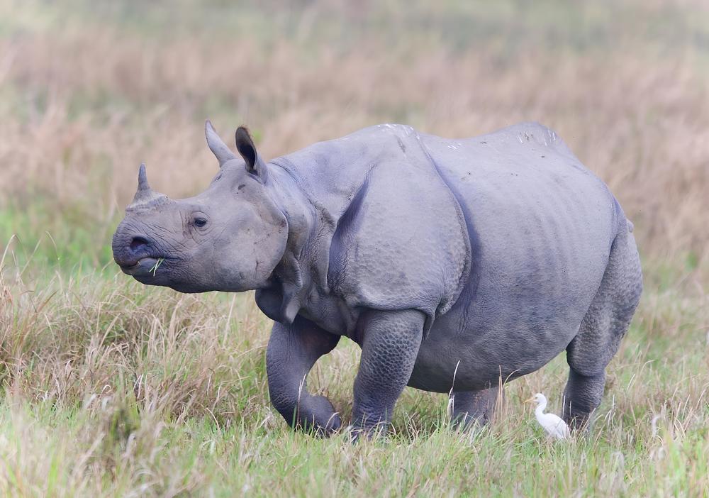 Photograph by Ranjith Kumar