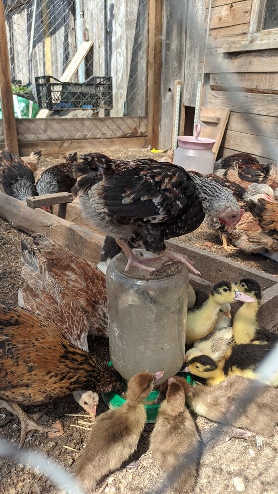 Фотография автора Васильева Ирина