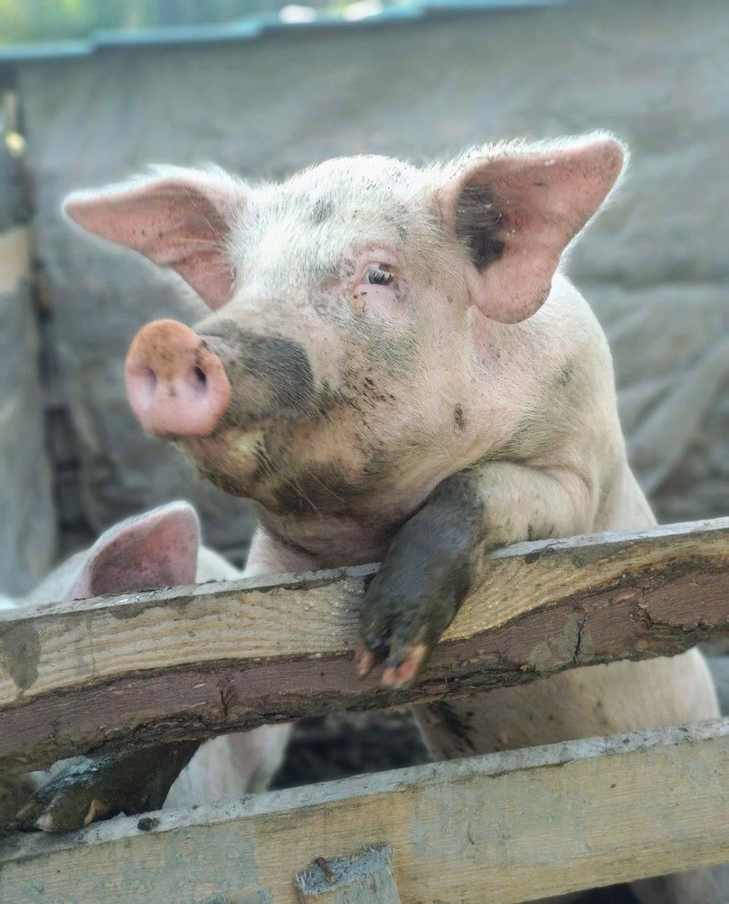 Фотография автора Васильева Ирина