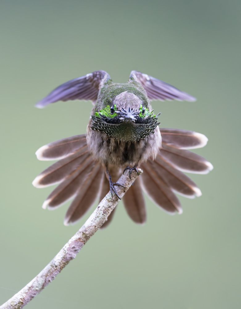 Photograph by André Inidio