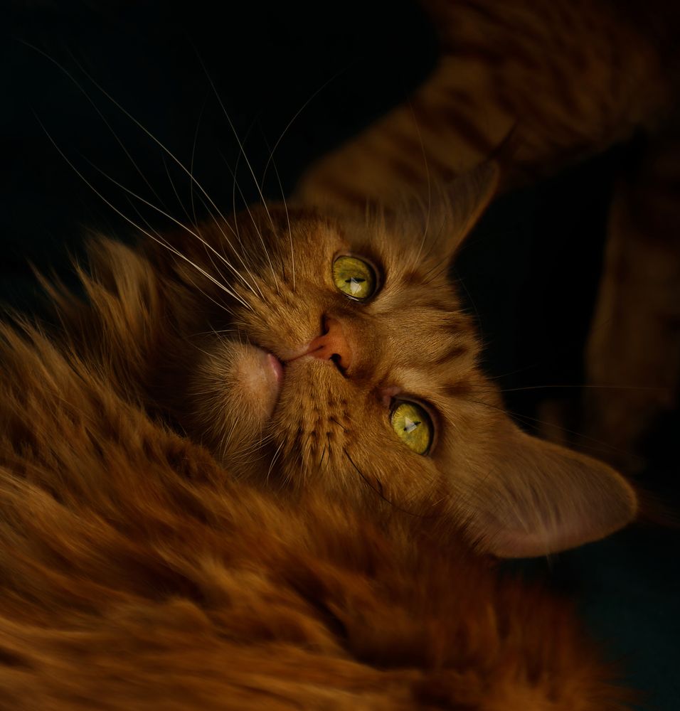 Photograph by Юлия Зубкова