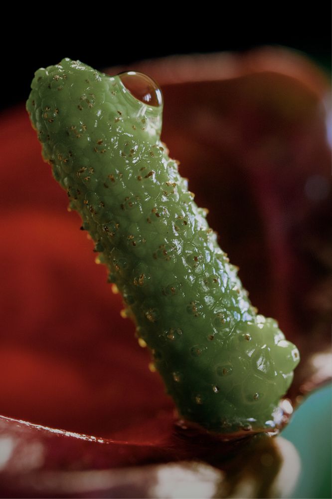 Photograph by Midge Engelbrecht