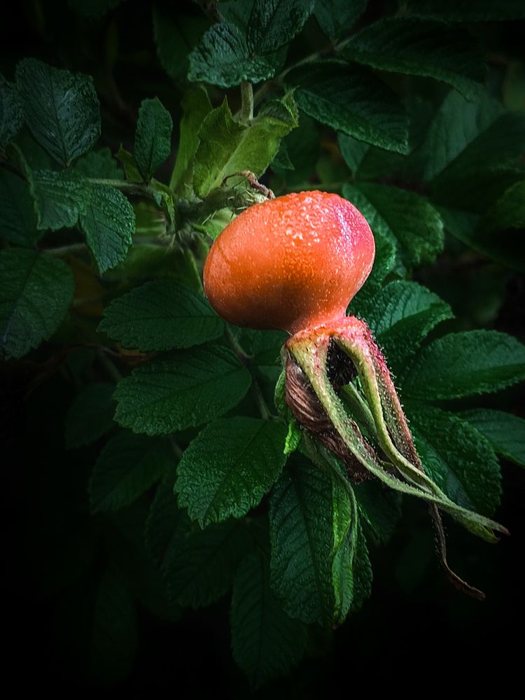 Фотография автора Olga