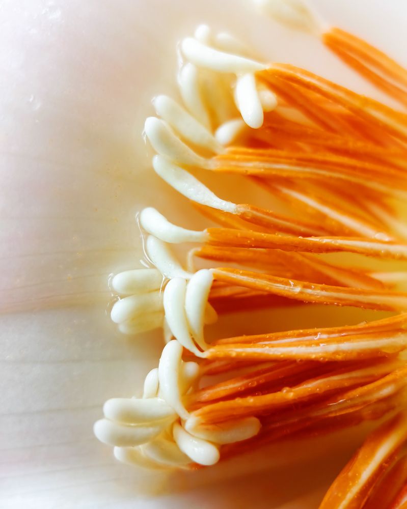 Macro