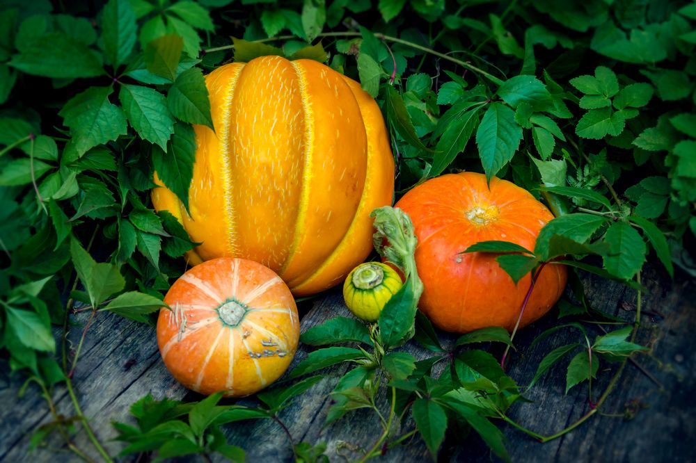 Оранжевая семейка