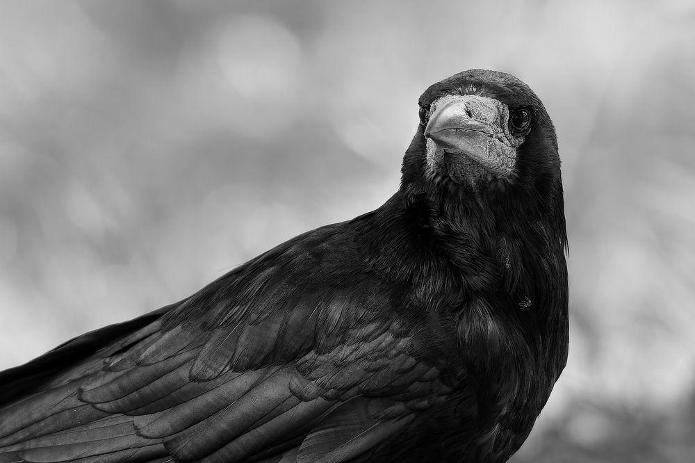 Photograph by Александр Перегудов