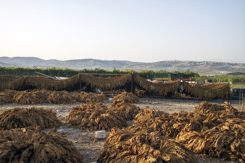 Tobacco plant / Табачная ферма