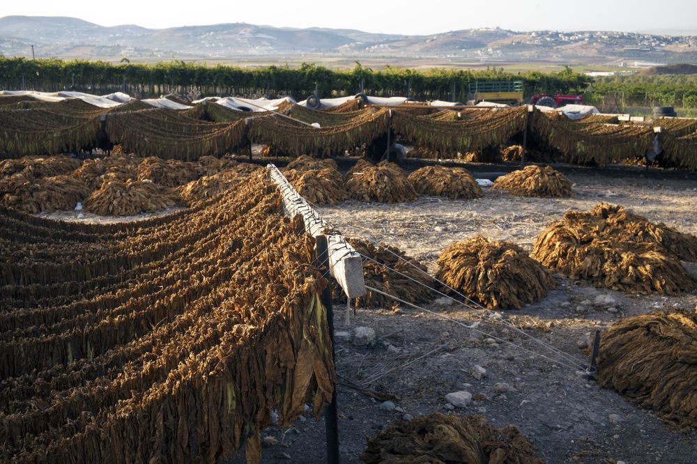 Tobacco plant / Табачная ферма