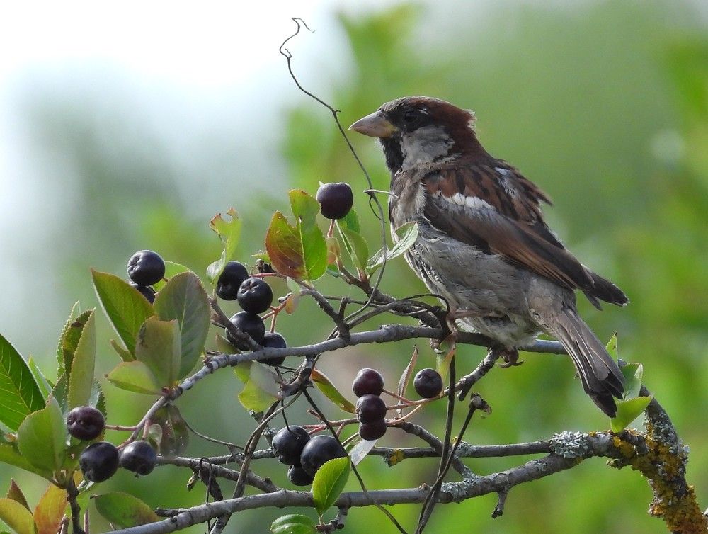 Photograph by Владимир Джерихов