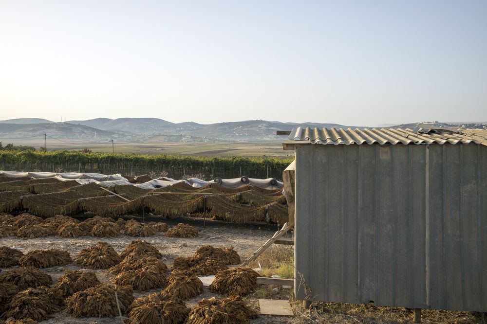 Tobacco plant / Табачная ферма