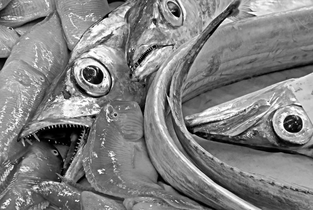 Photograph by Dimitar Denchev