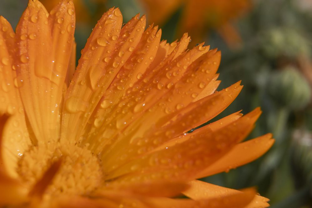 Фотография автора Татьяна Степанова