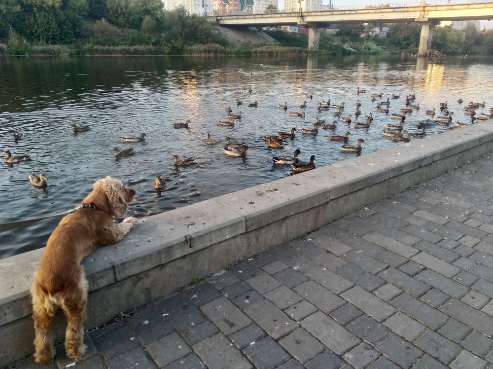 Охота пуще неволи