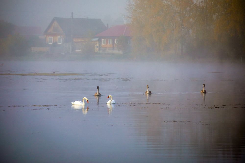 Туманное утро