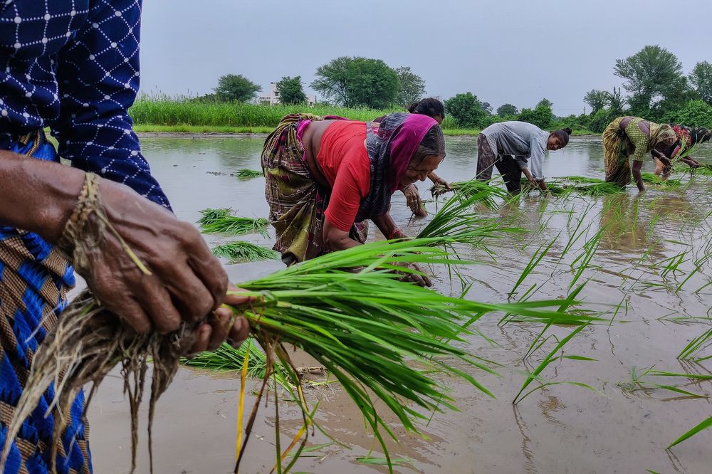 Farm in the monsoon