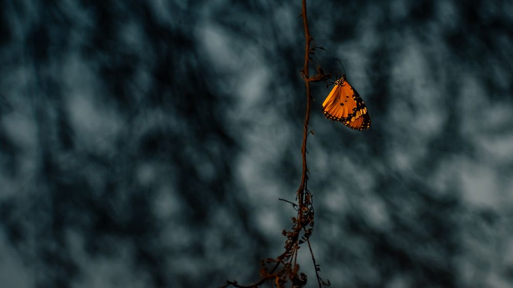 A tiny little orange Star of the Night