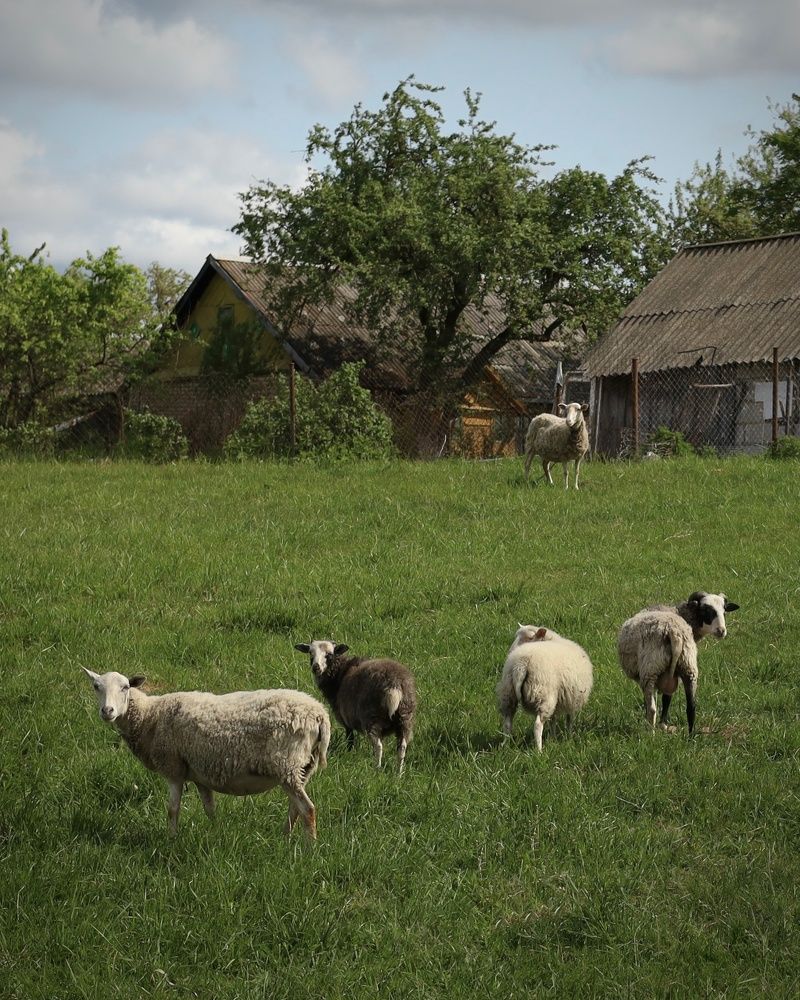 Фотография автора Ирина Мосько