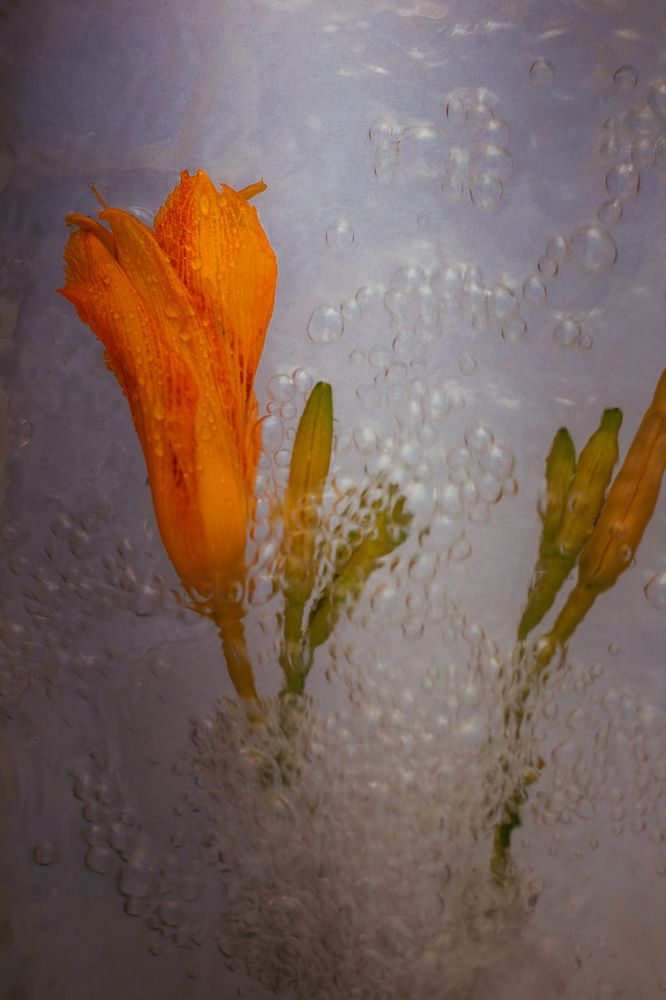 Фотография автора OXANA MARSOVA