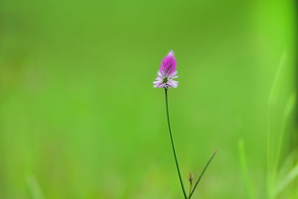 Фотография автора Veepul Rege