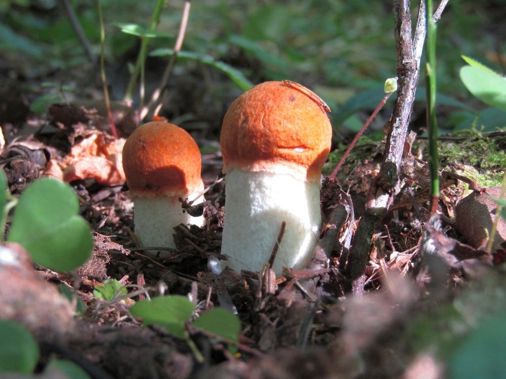 После дождичка, в четверг...