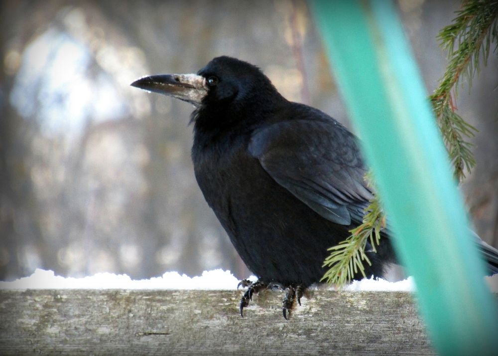 Photograph by Владимир Перминов