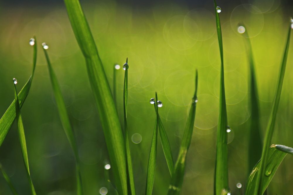 Первая роса.