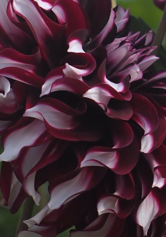 Photograph by Irina Ebral