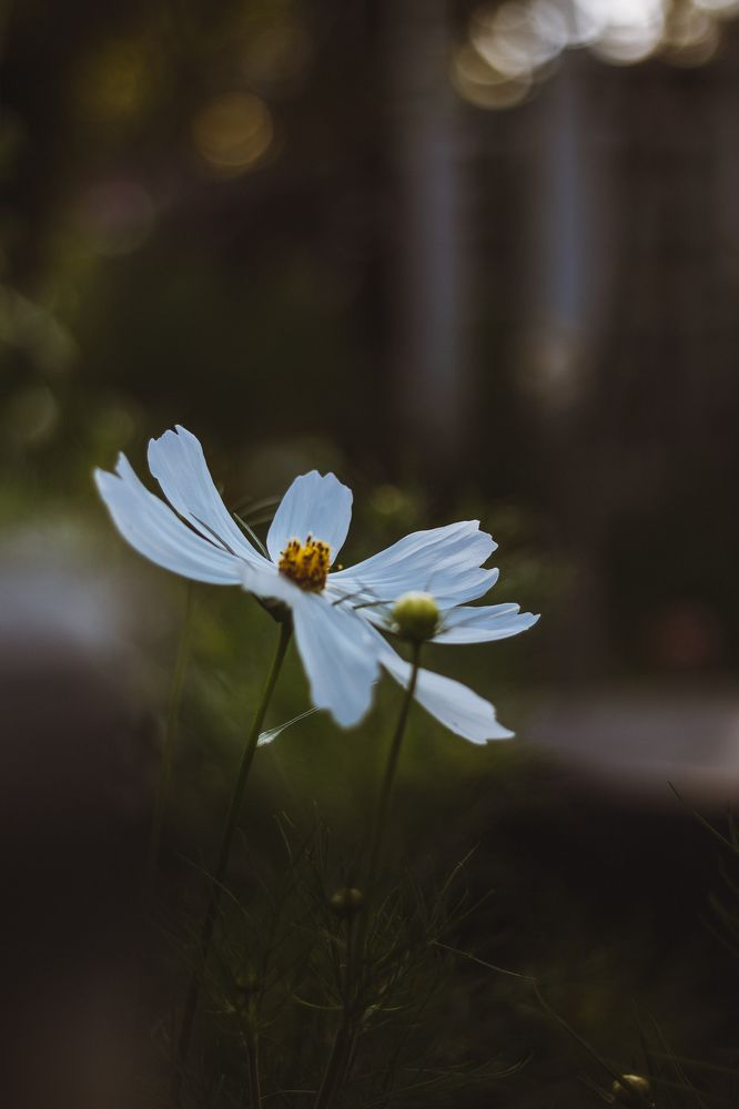 Photograph by Irina Chekanov