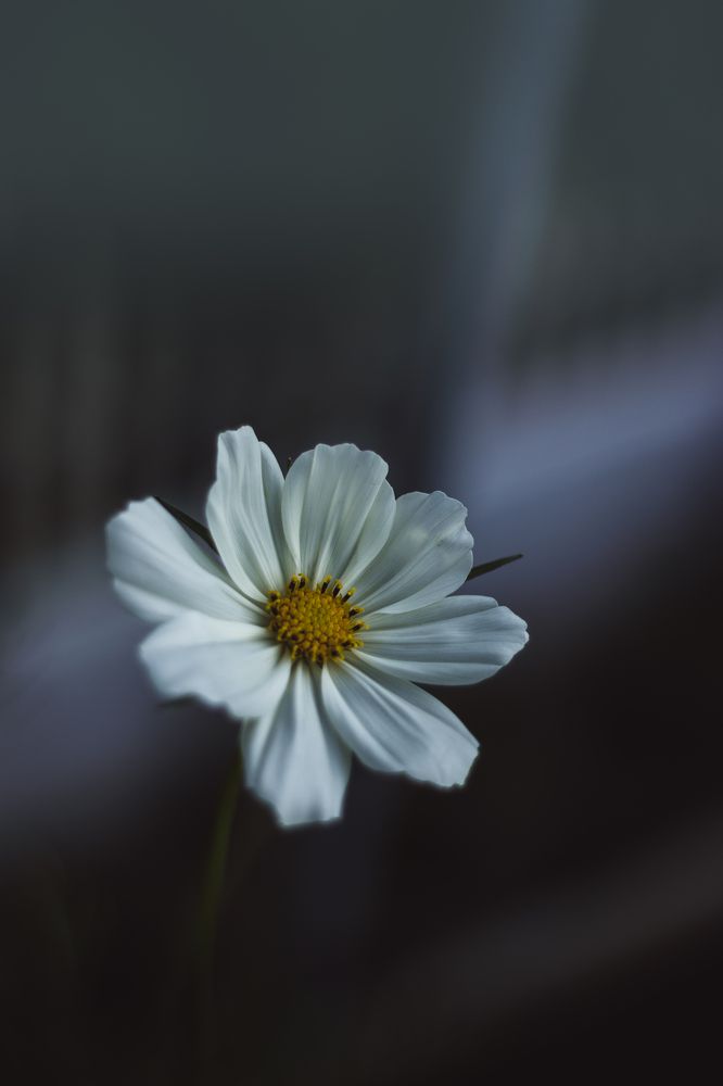 Photograph by Irina Chekanov