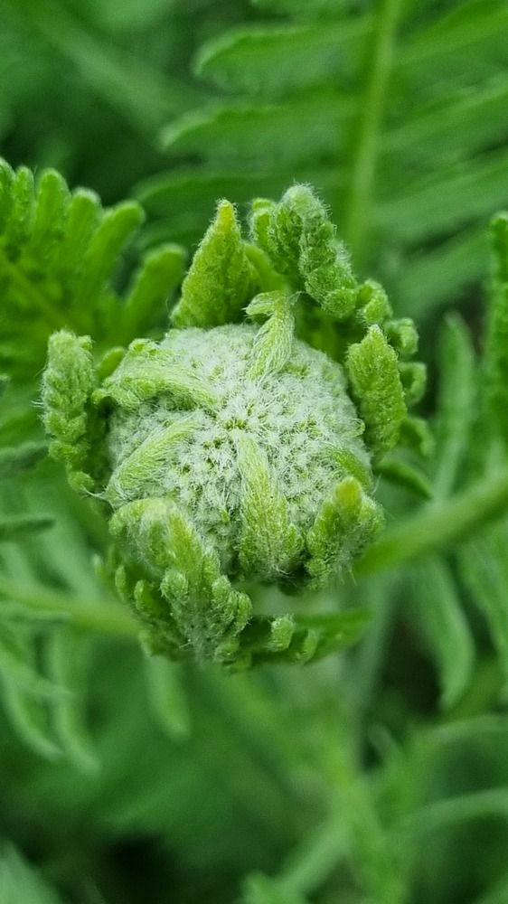 Photograph by Elena Tamošauskaite