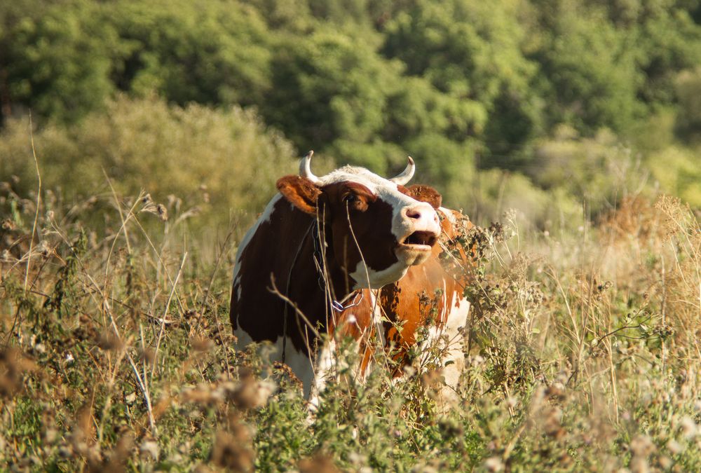 Photograph by Stanislav Shelby