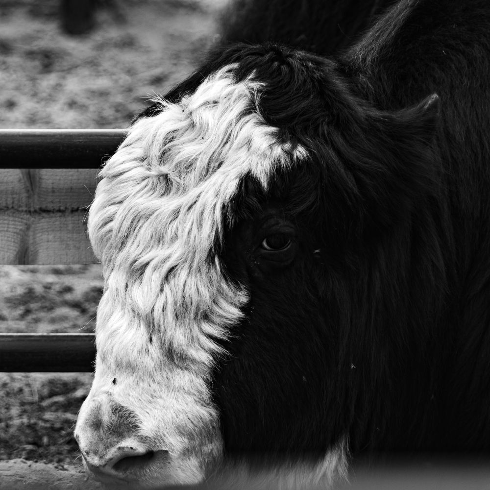 Photograph by Stanislav Shelby