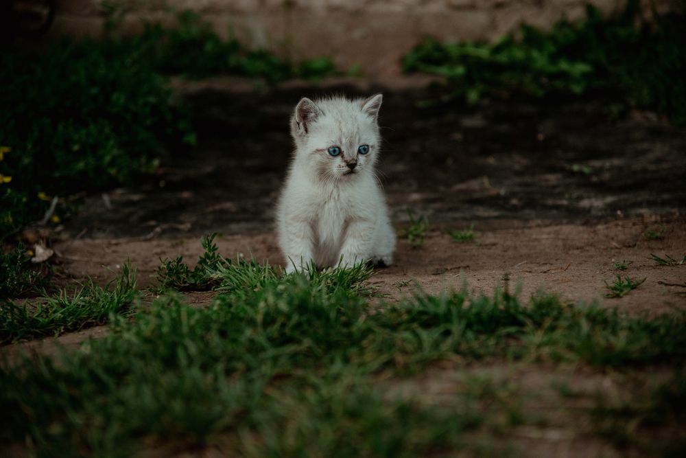 Фотография автора Елизавета Ковалева