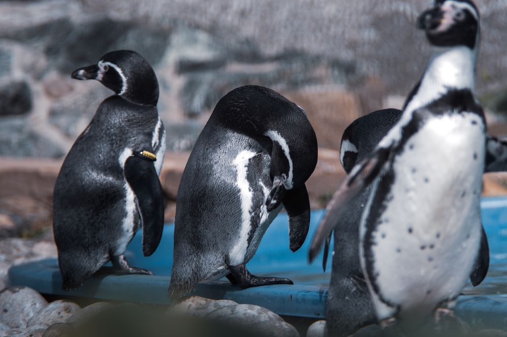 Photograph by Stanislav Shelby