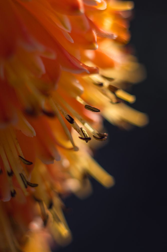 Photograph by Irina Chekanov