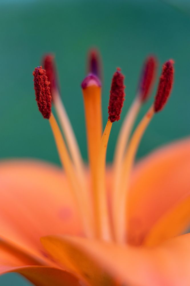 Photograph by Irina Chekanov