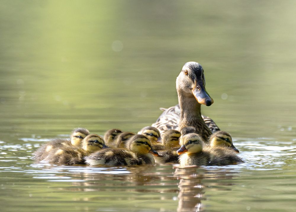 Photograph by LYUDMYLA POKRYSHEN