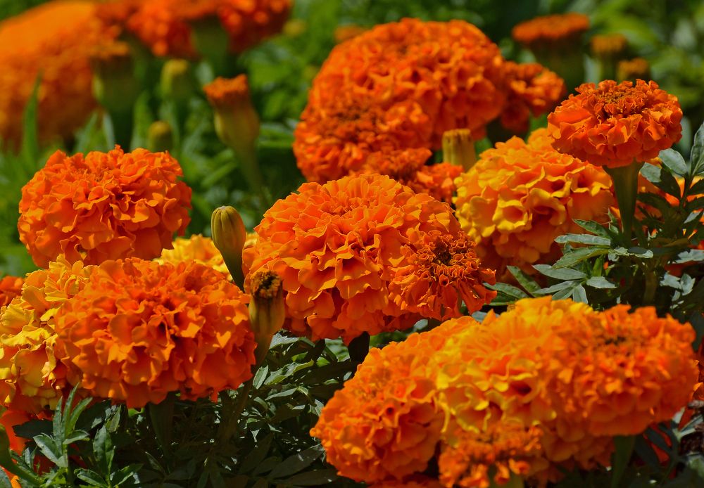 Фотография автора Антип