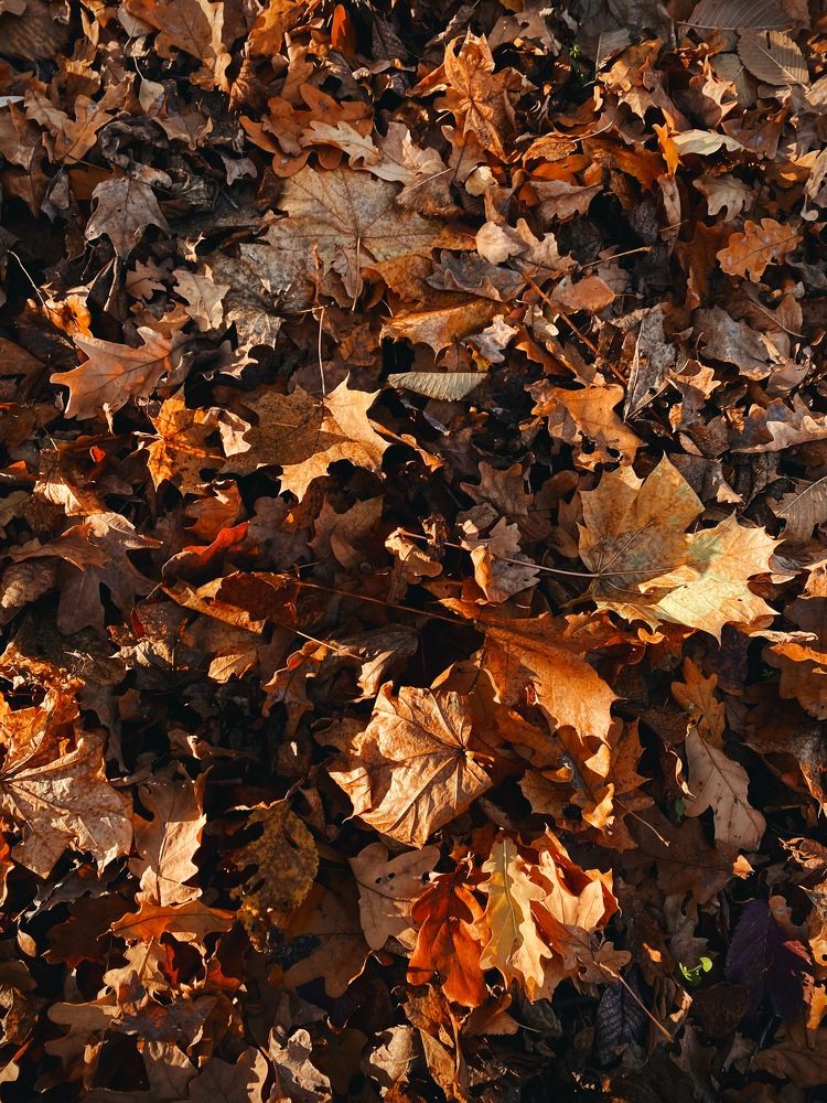 Photograph by Евгения Решетникова