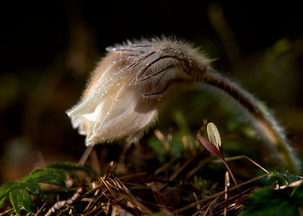 Photograph by Victor Krachkovsky