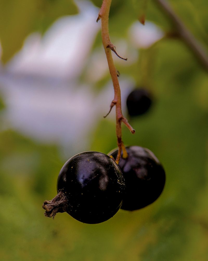 Photograph by Наталья Балабанова