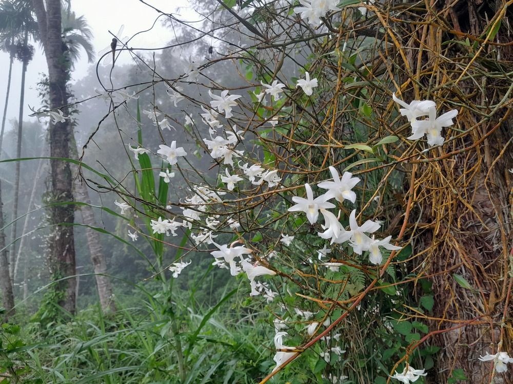 White Orchid In The Morning