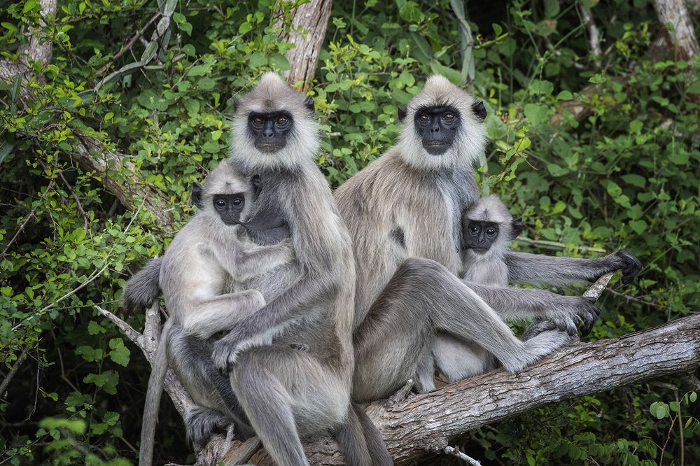 Фотография автора Rajeev Amaratunga