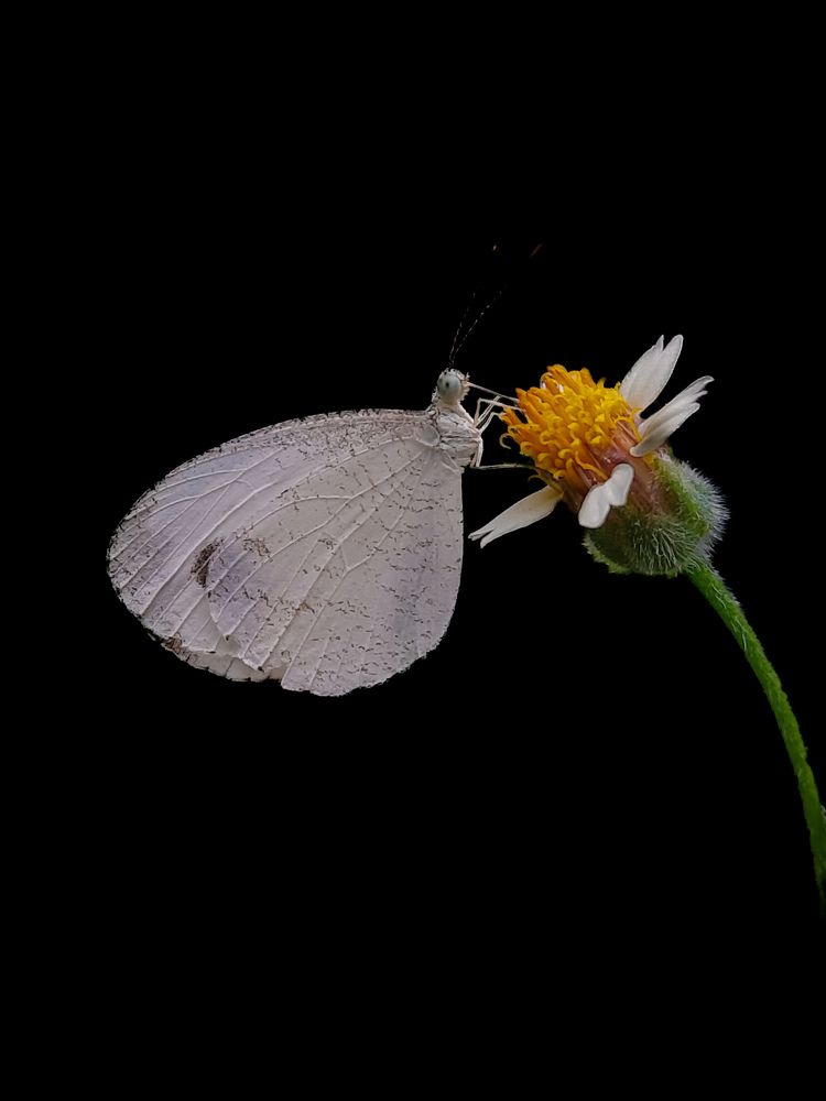 Photograph by Sumit 007