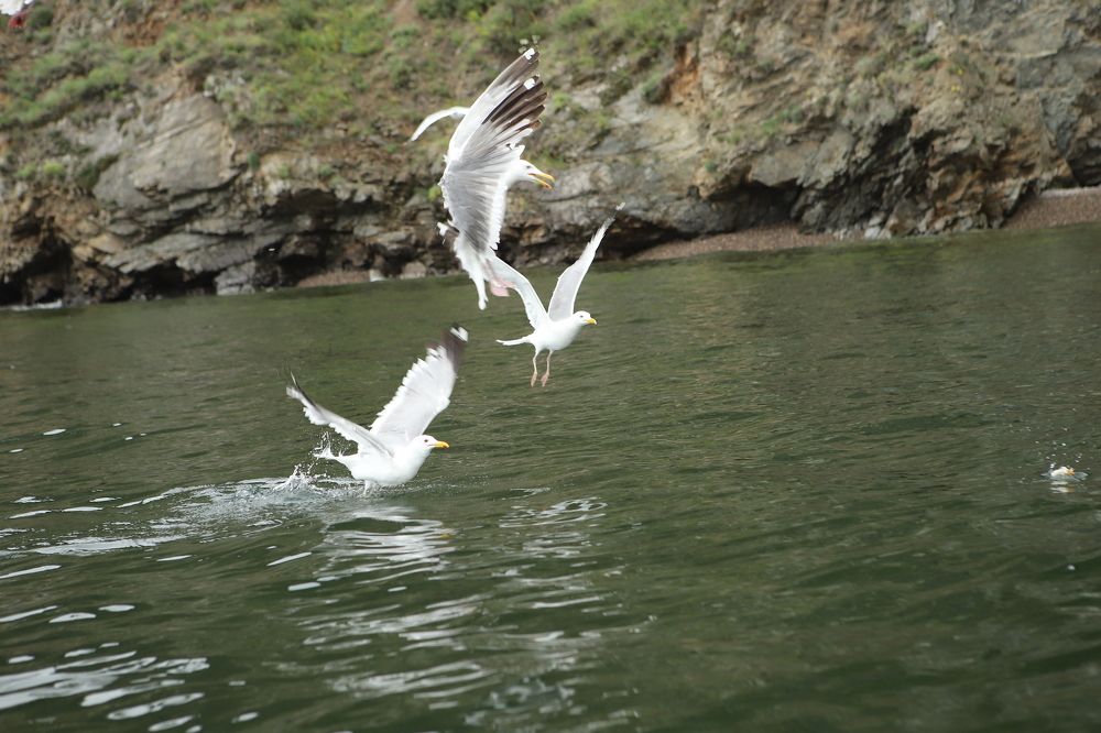 Фотография автора Светлана Дубина